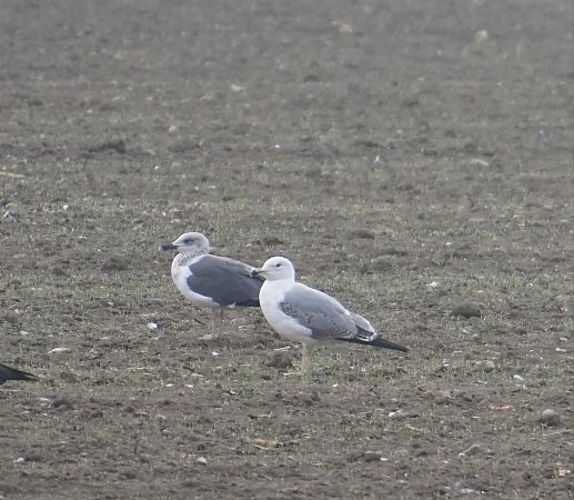 Zafferano  - Lorenza Venturini