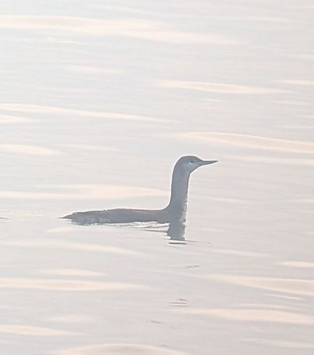 Strolaga minore  - Jacob Zoller