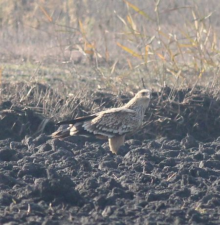 Aquila imperiale  - Simone Rizzi