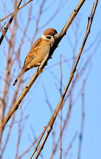 Passera mattugia  - Angelo Matteucci