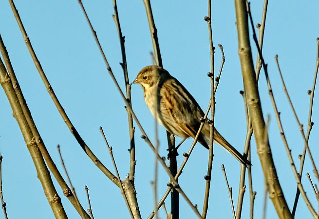 Migliarino di palude  - Angelo Matteucci