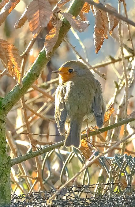 Pettirosso  - Angelo Matteucci