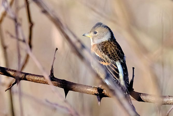 Peppola  - Angelo Matteucci