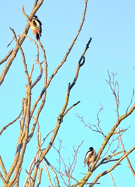 Picchio rosso maggiore  - Angelo Matteucci