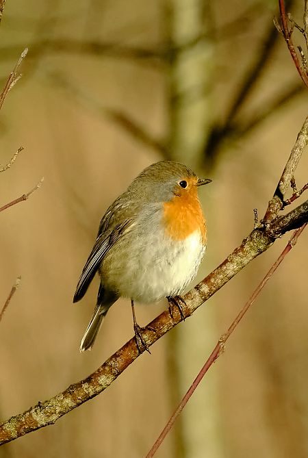 Pettirosso  - Angelo Matteucci