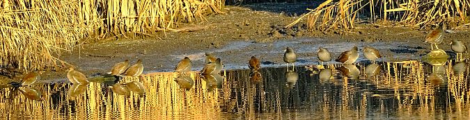 Gallinella d'acqua  - Angelo Matteucci