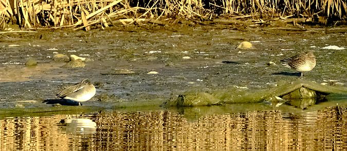 Alzavola  - Angelo Matteucci