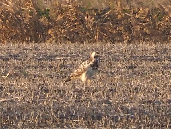 Poiana  - Federico Cossettini