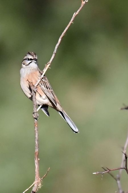 Zigolo muciatto  - Martina Comper