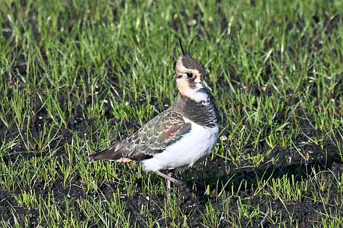 Pavoncella  - Claudio Ciullo