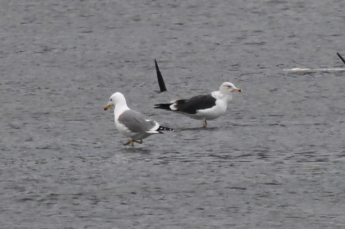 Zafferano  - Claudio Ciullo