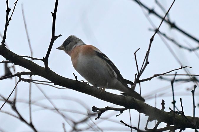 Peppola  - Claudio Ciullo