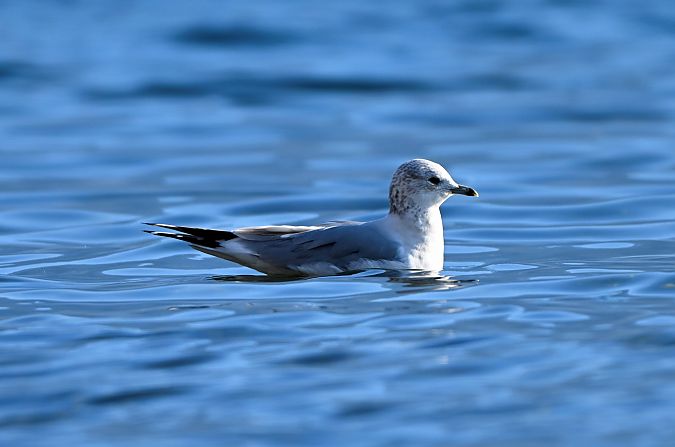 Goéland cendré  - Claudio Ciullo
