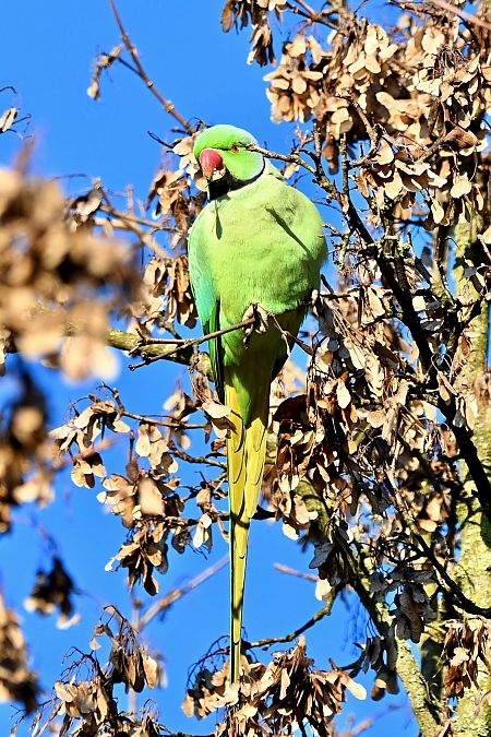 Parrocchetto dal collare  - Claudio Ciullo