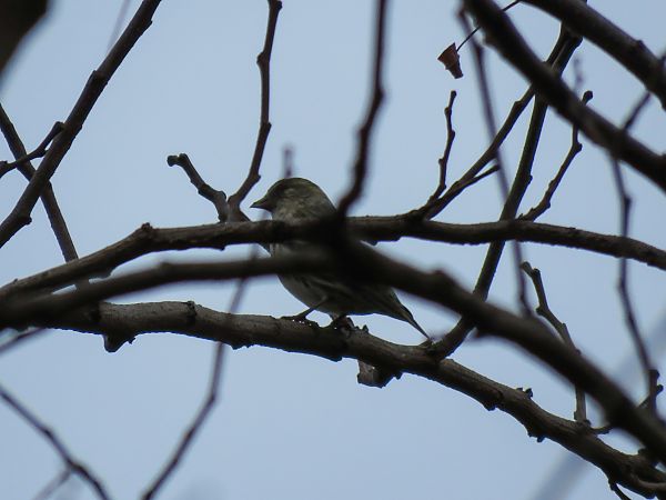 Lucherino  - Matteo Frassi