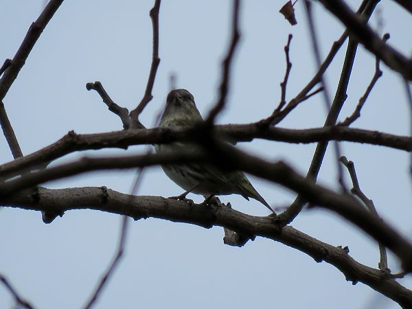 Lucherino  - Matteo Frassi