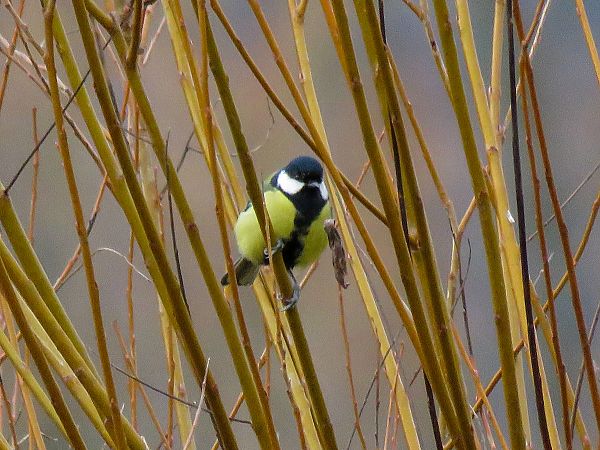 Cinciallegra  - Matteo Frassi