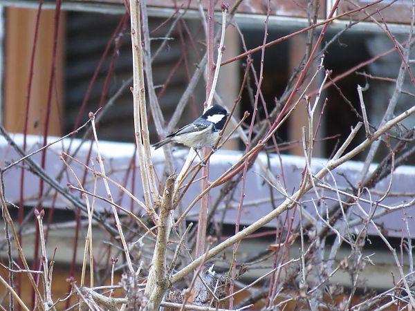 Cincia mora  - Matteo Frassi