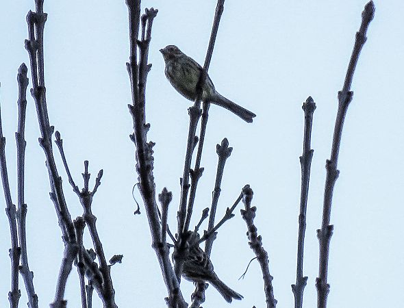 Zigolo muciatto  - Matteo Frassi