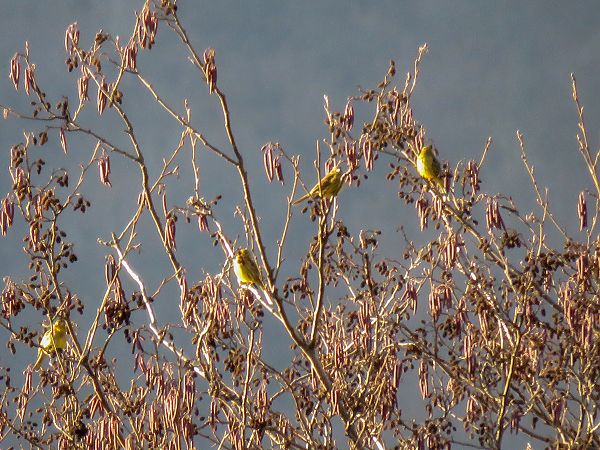 Zigolo giallo  - Matteo Frassi