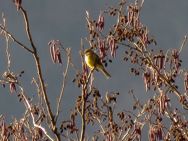 Zigolo giallo  - Matteo Frassi