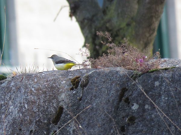 Ballerina gialla  - Matteo Frassi