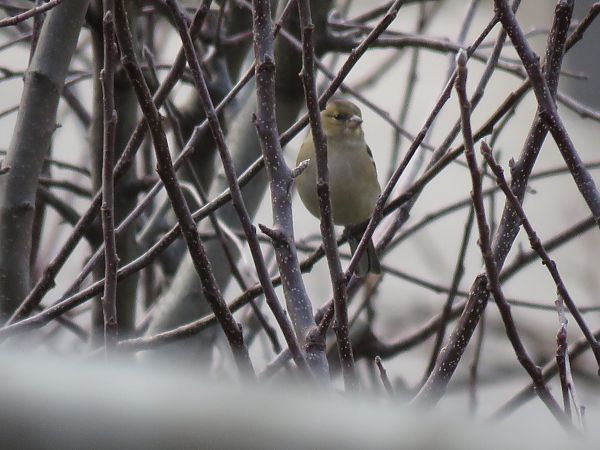 Fringuello  - Matteo Frassi