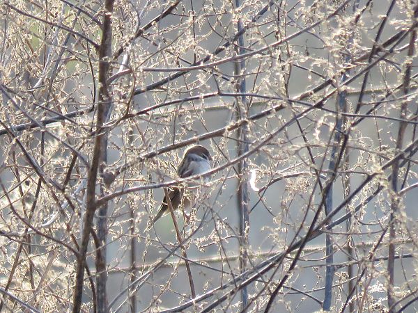 Passera mattugia  - Matteo Frassi