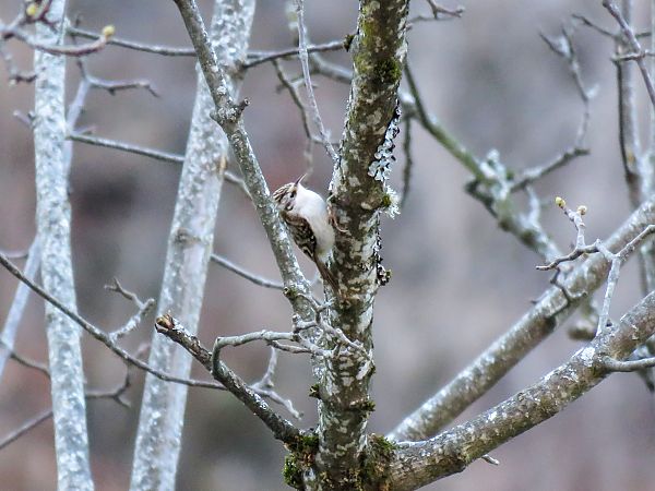 Rampichino alpestre  - Matteo Frassi