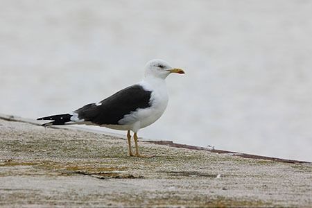 Mugnaiaccio  - Fabio Fulgini