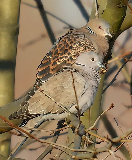 Tortora orientale  - Andrea Zappia