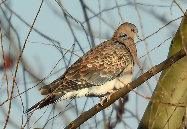 Tortora orientale  - Andrea Zappia