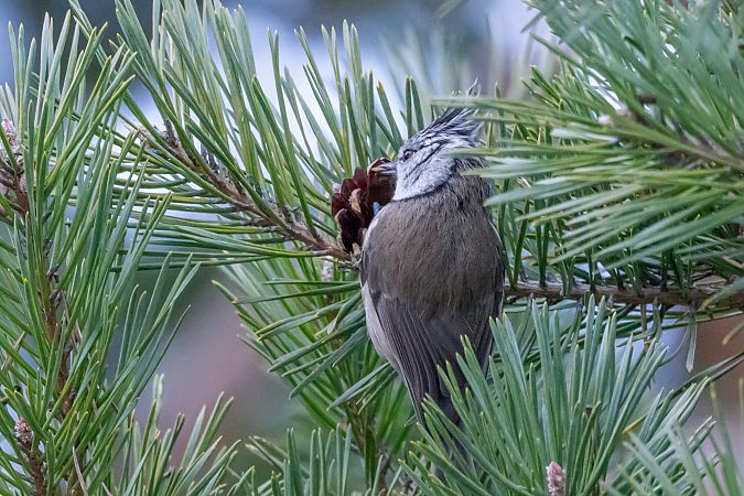 Cincia dal ciuffo  - Codrin Bucur