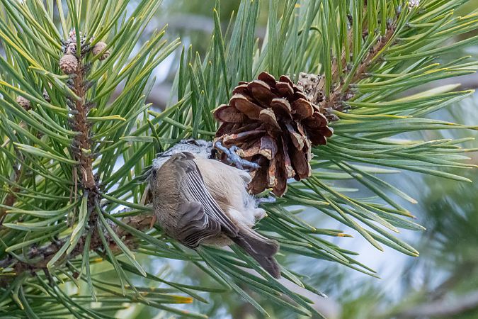 Cincia dal ciuffo  - Codrin Bucur
