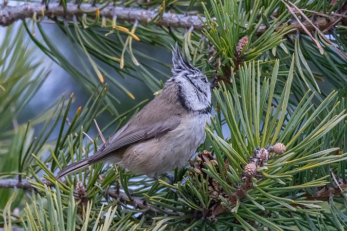 Cincia dal ciuffo  - Codrin Bucur