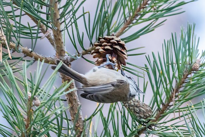 Cincia dal ciuffo  - Codrin Bucur