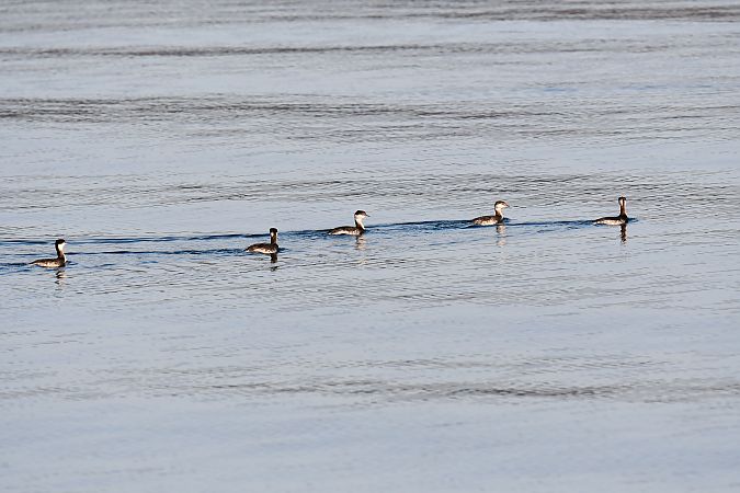 Svasso cornuto  - Bruno Delbianco