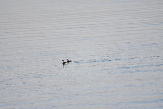 Svasso cornuto  - Bruno Delbianco