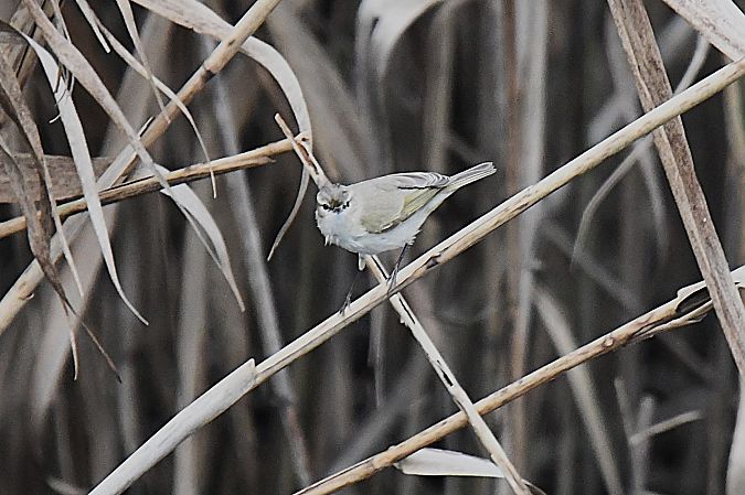 Luì siberiano  - Bruno Delbianco
