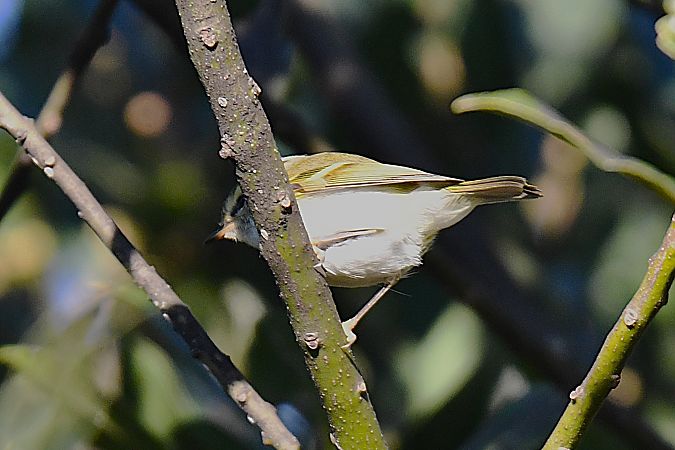 Luì di Pallas  - Bruno Delbianco