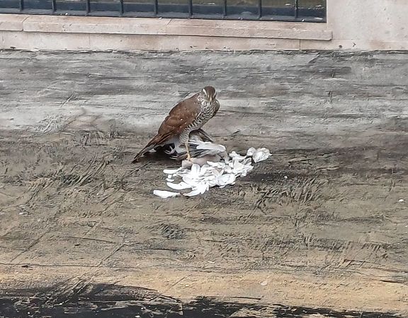 Astore  - Riccardo Belladonna (FVG)