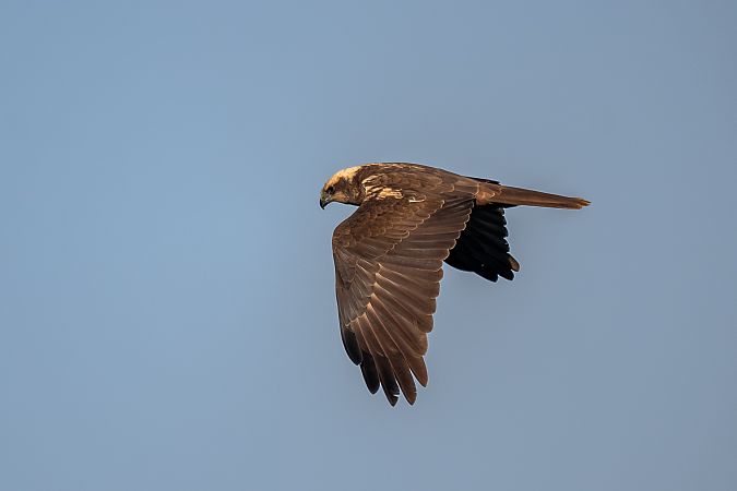Falco di palude  - Pier Podavini