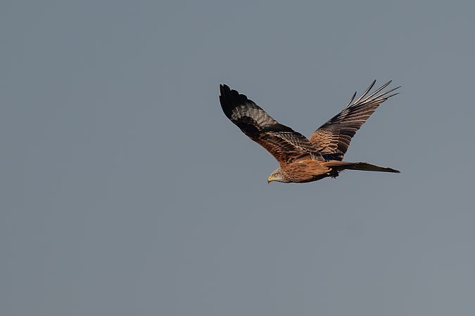 Nibbio reale  - Pier Podavini