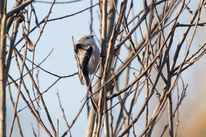 Codibugnolo testabianca  - Pier Podavini