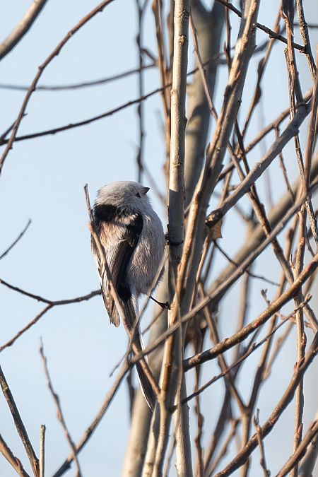 Codibugnolo testabianca  - Pier Podavini