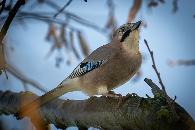 Ghiandaia  - Pier Podavini