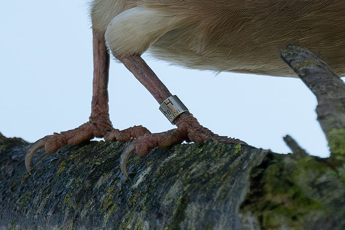Ghiandaia  - Pier Podavini