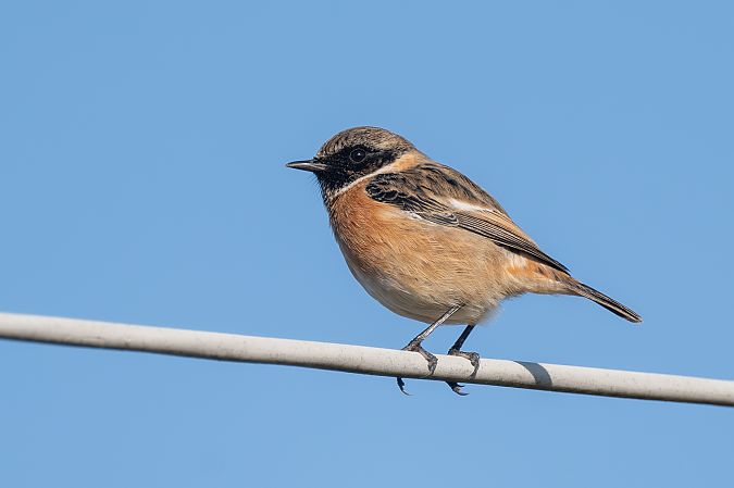 Tarier pâtre  - Pier Podavini