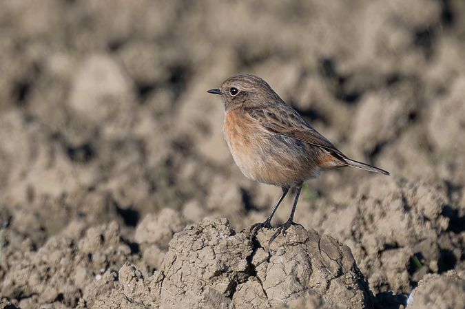 Saltimpalo comune  - Pier Podavini