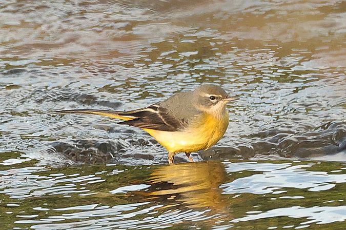 Ballerina gialla  - Giacomo Bazzini